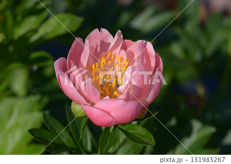 ピンク・ハワイアン・コラール　シャクヤク 131985267