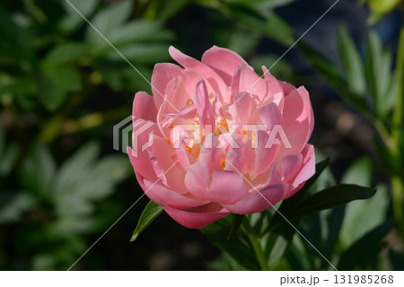 ピンク・ハワイアン・コラール　シャクヤク 131985268