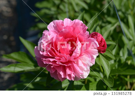 ベスボクストース　シャクヤク 131985278