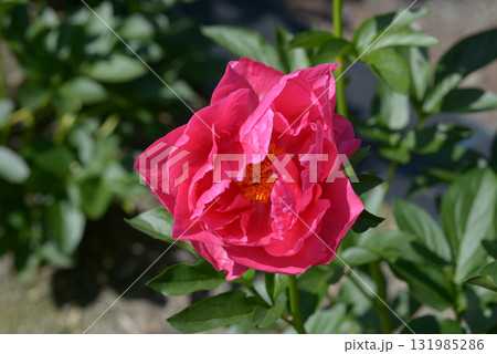 ポーラフェイ　シャクヤク 131985286