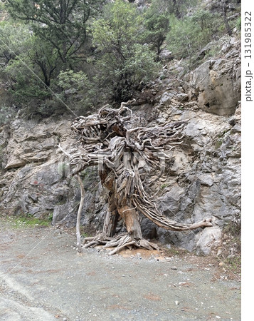 Unusual sculpture of branches and roots of a tree on a ladder in the mountains goynuk canyon 131985322