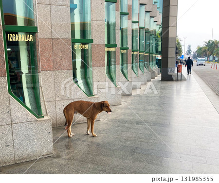 stray dog on the street in Turkey stray dog on the street in Turkey 131985355