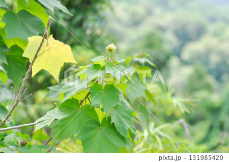 Hibiscus mutabilis  L ,  Cotton rose or Confederate rose or   Malvaceae 131985420