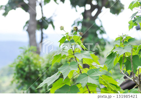 Hibiscus mutabilis  L ,  Cotton rose or Confederate rose or   Malvaceae 131985421