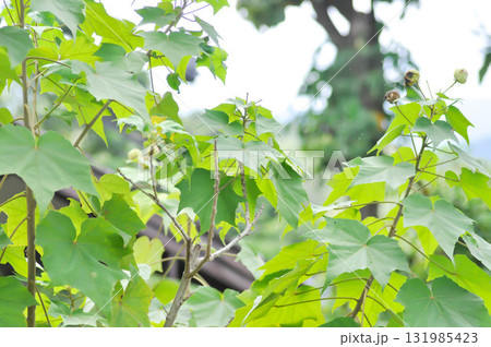 Hibiscus mutabilis  L ,  Cotton rose or Confederate rose or   Malvaceae 131985423