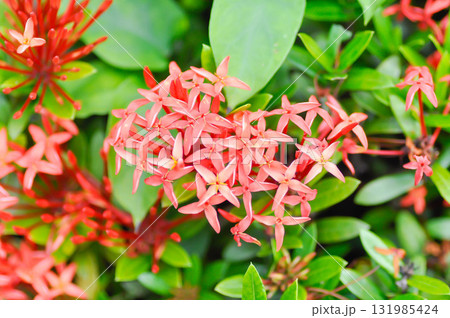 Ixora chinensis Lamk, Ixora spp or Zephyranthes or West Indian Jasmine or red Ixora 131985424