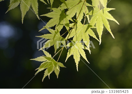 青紅葉　新緑 131985425