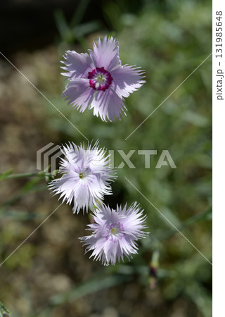 タツタナデシコ タツタナデシコ 131985648