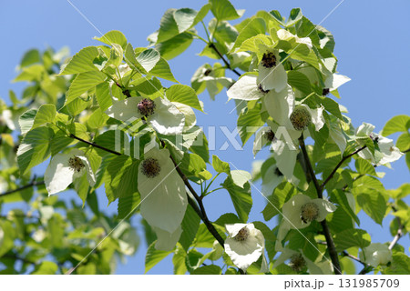 ハンカチノキ ハンカチノキ 131985709