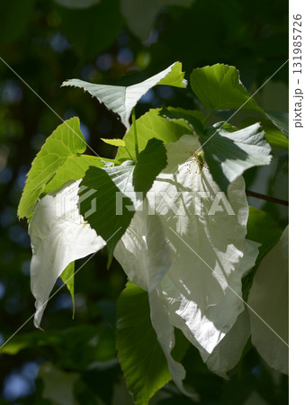 ハンカチノキ ハンカチノキ 131985726
