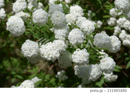 八重のコデマリ 131985880