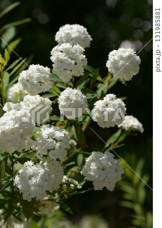 八重のコデマリ 八重のコデマリ 131985881