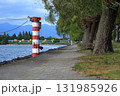 琵琶湖岸の公園の遊歩道沿いの大木とベンチ 131985926