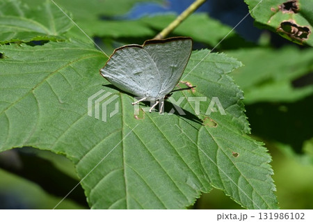 ウラギンシジミ ウラギンシジミ 131986102
