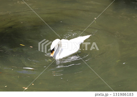 倉敷 美観地区 岡山県 倉敷 美観地区 岡山県 131986183