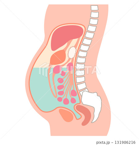 腹水が溜まった腹部 131986216