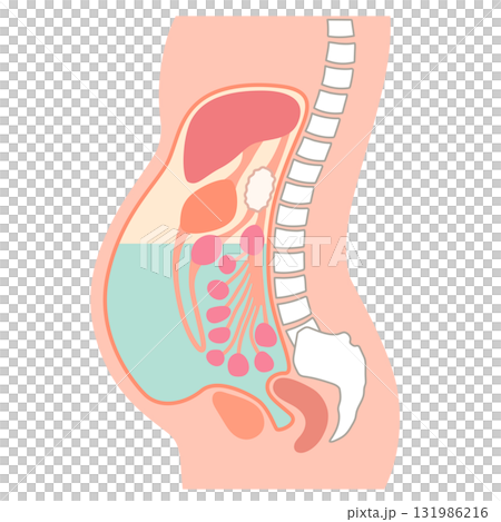 腹水が溜まった腹部 131986216