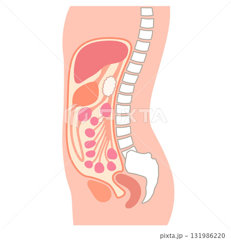 健康な腹部の断面 健康な腹部の断面 131986220