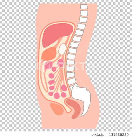 健康な腹部の断面 健康な腹部の断面 131986220