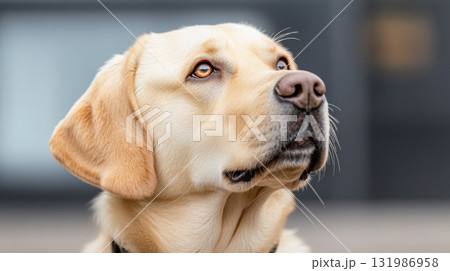 Cute Adorable Labrador Retriever radiates joy and happiness looking on the sky in natural garden park 131986958