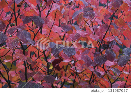 赤のトーンが美しい雨の日のマルバノキの紅葉 131987037