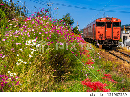 秋の花咲く津山線を走る津山駅行き快速列車ことぶき　岡山県岡山市北区 131987389