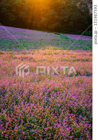 朝日を浴びる赤そばの花【赤そばの里】 131987593