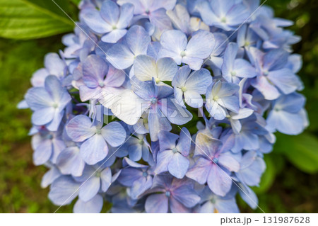 梅雨に咲く青と紫のグラデーションが美しい紫陽花 131987628