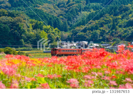 秋の田園風景の中を走る津山線岡山駅行き普通列車5　岡山県久米郡久米南町 131987653