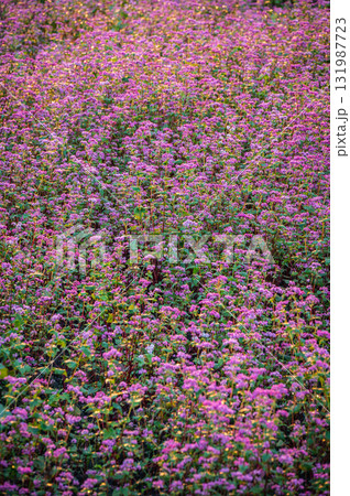 【高嶺ルビー】朝日を浴びて輝く赤そばの花【赤そばの里】 【高嶺ルビー】朝日を浴びて輝く赤そばの花【赤そばの里】 131987723