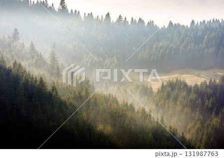 mist among the forest. spruce trees on the hill in glowing fog. gloomy atmosphere. fantastic nature scenery in mountains at sunrise. cloudy sky. view from below. compressed telephoto picture mist among the forest. spruce trees on the hill in glowing fog. gloomy atmosphere. fantastic nature scenery in mountains at sunrise. cloudy sky. view from below. compressed telephoto picture 131987763