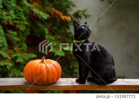 curious black cat and orange pumpkin on wooden plank of an outdoor terrace. pet animal with greenish eyes looking up. rural garden in the blurred background. halloween or thanksgiving theme curious black cat and orange pumpkin on wooden plank of an outdoor terrace. pet animal with greenish eyes looking up. rural garden in the blurred background. halloween or thanksgiving theme 131987771