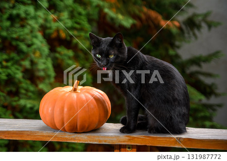 funny black cat and orange pumpkin on wooden plank of an outdoor terrace. pet animal with greenish eyes looking silly. rural garden in the blurred background. halloween or thanksgiving theme funny black cat and orange pumpkin on wooden plank of an outdoor terrace. pet animal with greenish eyes looking silly. rural garden in the blurred background. halloween or thanksgiving theme 131987772