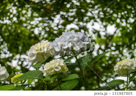 見上げる空と白い紫陽花 見上げる空と白い紫陽花 131987805