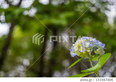 森の中に咲く一輪の紫陽花 森の中に咲く一輪の紫陽花 131987806
