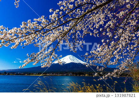 【山梨県_富士山_河口湖】湖畔と富士山が織り成す日本の風景 4月 131987821