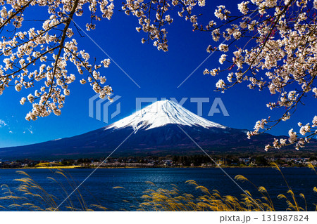 【山梨県_富士山_河口湖】湖畔と富士山が織り成す日本の風景 4月 131987824