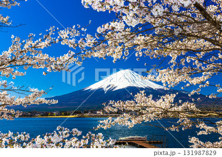 【山梨県_富士山_河口湖】湖畔と富士山が織り成す日本の風景 4月 131987829