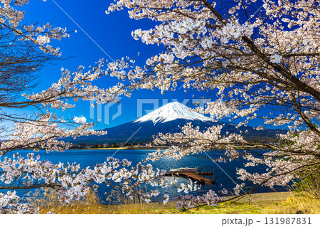 【山梨県_富士山_河口湖】湖畔と富士山が織り成す日本の風景 4月 【山梨県_富士山_河口湖】湖畔と富士山が織り成す日本の風景 4月 131987831