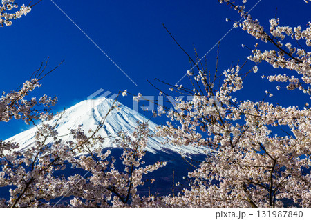 【山梨県_富士山_河口湖】湖畔と富士山が織り成す日本の風景 4月 131987840