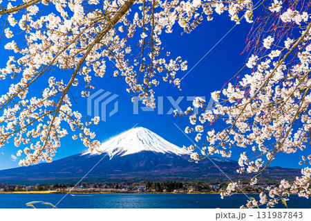 【山梨県_富士山_河口湖】湖畔と富士山が織り成す日本の風景 4月 131987843