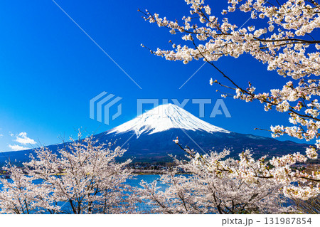 【山梨県_富士山_河口湖】湖畔と富士山が織り成す日本の風景 4月 131987854