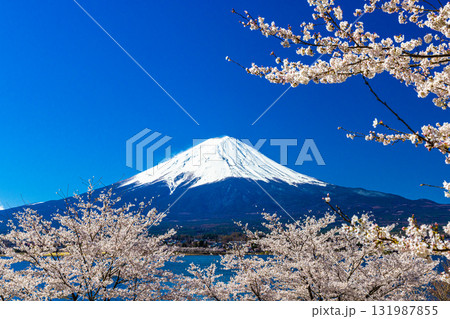 【山梨県_富士山_河口湖】湖畔と富士山が織り成す日本の風景 4月 【山梨県_富士山_河口湖】湖畔と富士山が織り成す日本の風景 4月 131987855