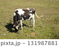 Black and white Holstein Friesian cattle cow grazing on farmland. Green grass meadow 131987881