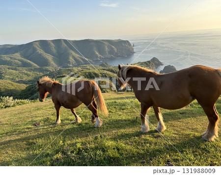 夕陽に染まる馬 夕陽に染まる馬 131988009