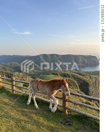 放牧されている馬 131988012