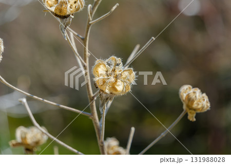 冬空に佇む、枯れた芙蓉の実 131988028