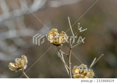 冬の光を浴びる芙蓉の枯れ姿 131988029