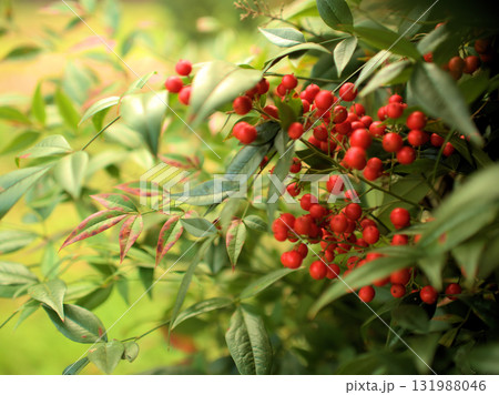 雨上がりの11月に美しく実った赤いナンテンの実 雨上がりの11月に美しく実った赤いナンテンの実 131988046