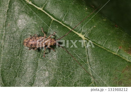 生き物 昆虫 シモフリナガヒゲカミキリ、細かい毛に覆われた体は薄茶色に黒いまだらの斑点模様 生き物 昆虫 シモフリナガヒゲカミキリ、細かい毛に覆われた体は薄茶色に黒いまだらの斑点模様 131988212